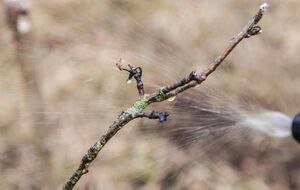Первое опрыскивание сада проводится ранней весной, чтобы уничтожить вредителей