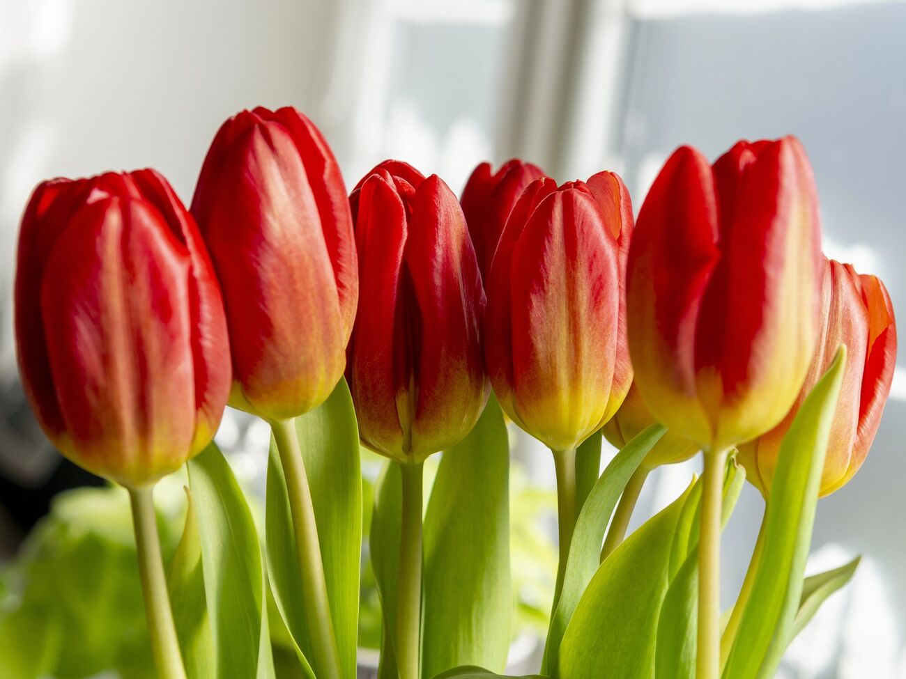 Тюльпани матимуть свіжий і пружний вигляд