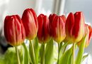 Тюльпани матимуть свіжий і пружний вигляд