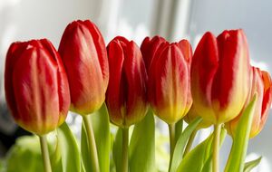 Тюльпаны будут выглядеть свежими и упругими