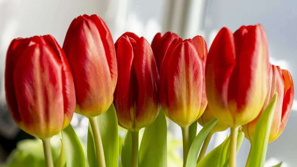 Тюльпаны будут выглядеть свежими и упругими