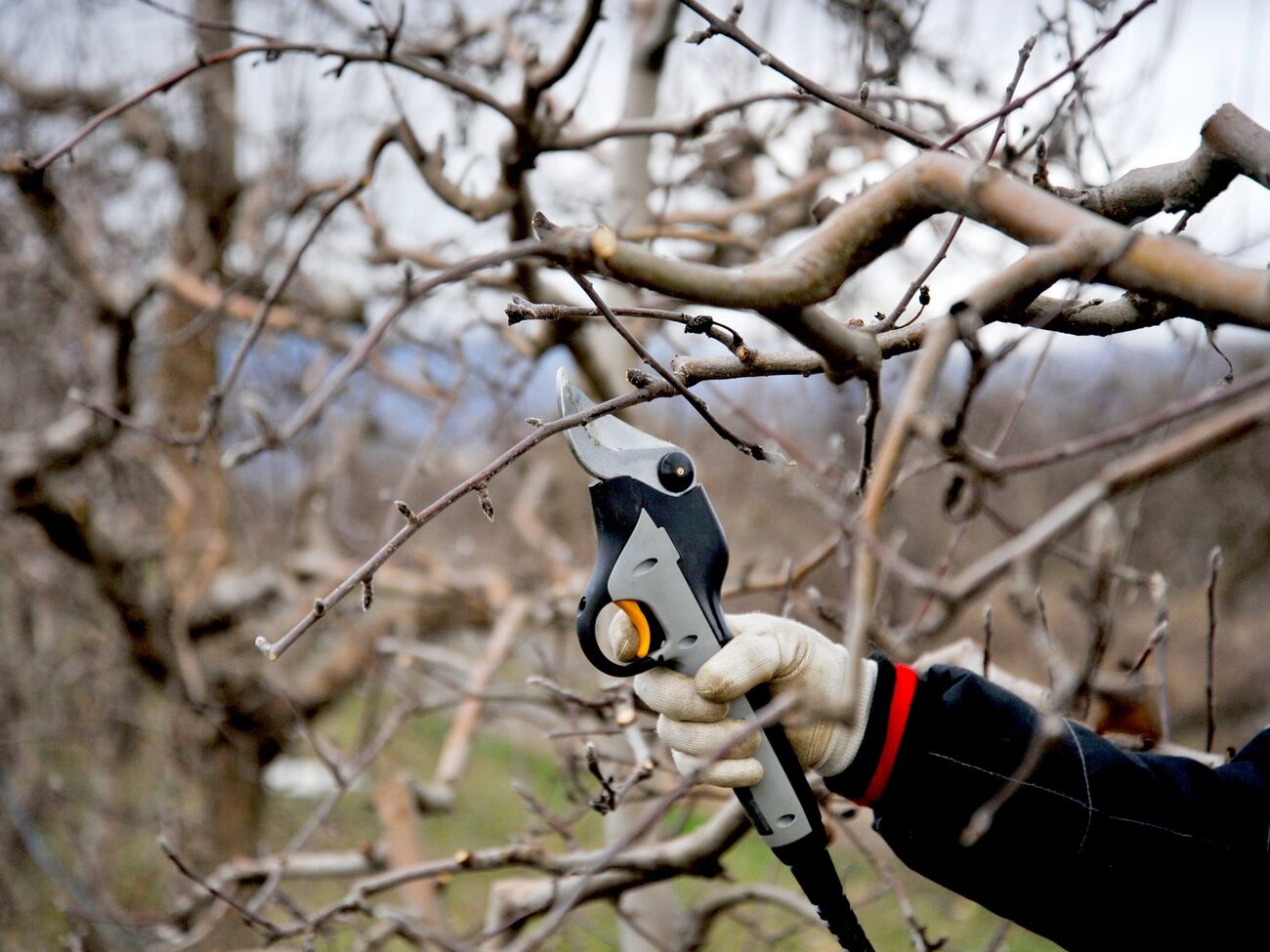 Обрезка начинается с работы с нижним ярусом и боковыми ветвями