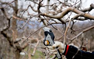 Обрезка начинается с работы с нижним ярусом и боковыми ветвями