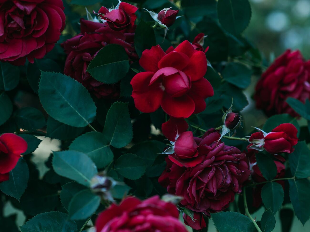 Розы являются не лучшим выбором для посадки на кладбище