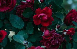 Розы являются не лучшим выбором для посадки на кладбище