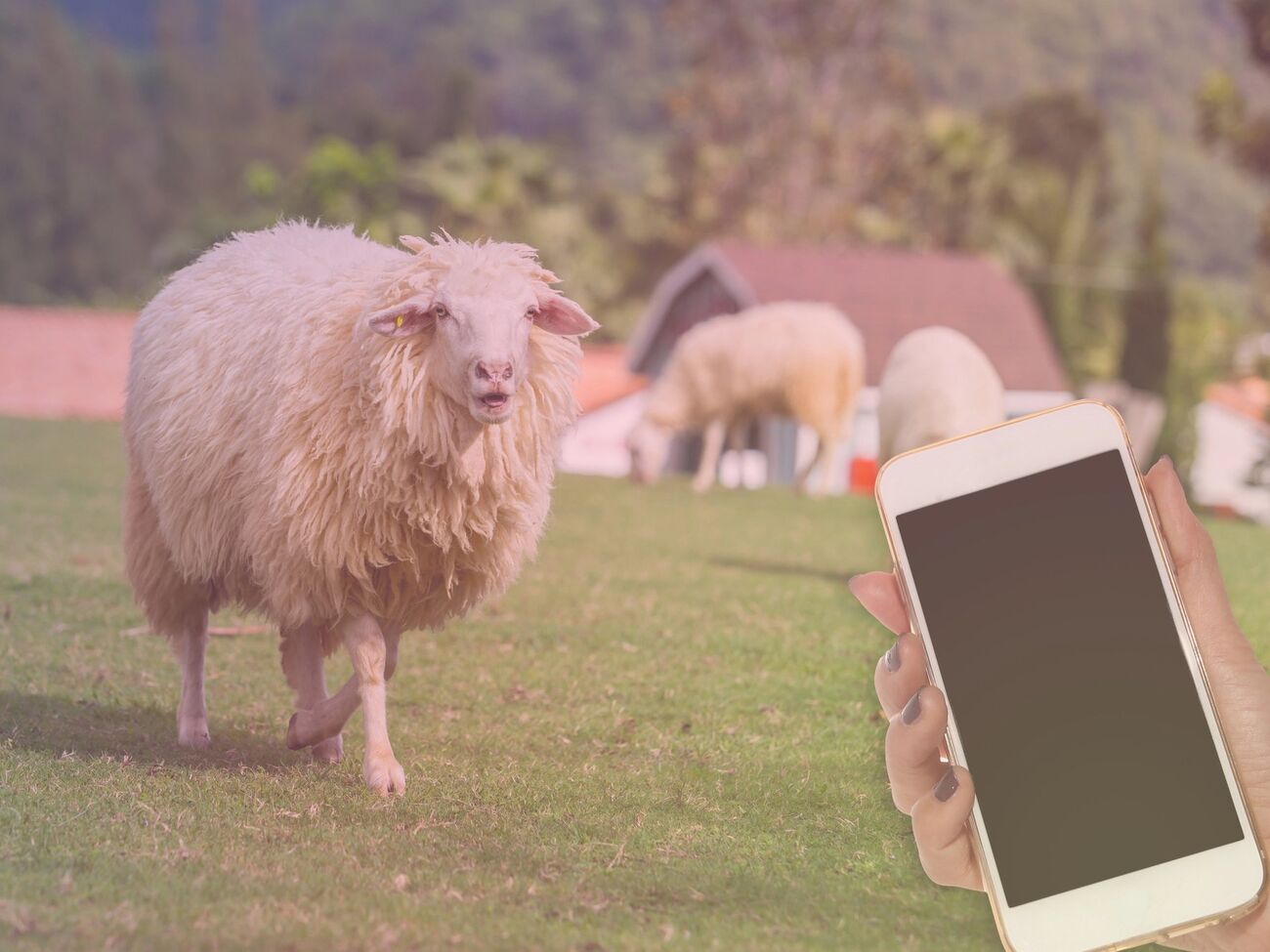 К сожалению, переводчик овечьего блеяния оказался первоапрельской шуткой