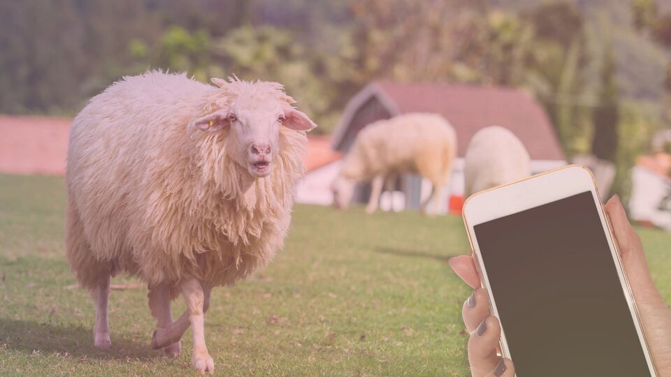 К сожалению, переводчик овечьего блеяния оказался первоапрельской шуткой