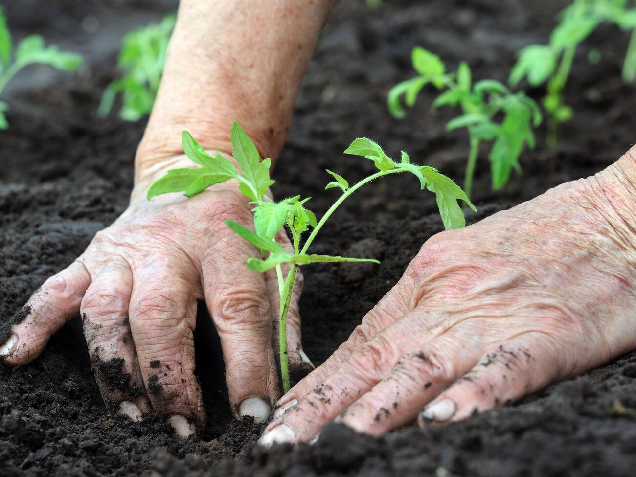 Розсаду потрібно удобрювати за деякий час після висаджування