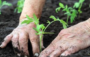Розсаду потрібно удобрювати за деякий час після висаджування