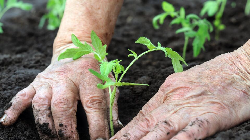 Розсаду потрібно удобрювати за деякий час після висаджування