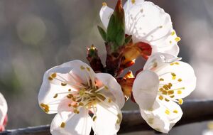 Монилиоз – это коварный грибок, который проникает в растение через открытый цветок