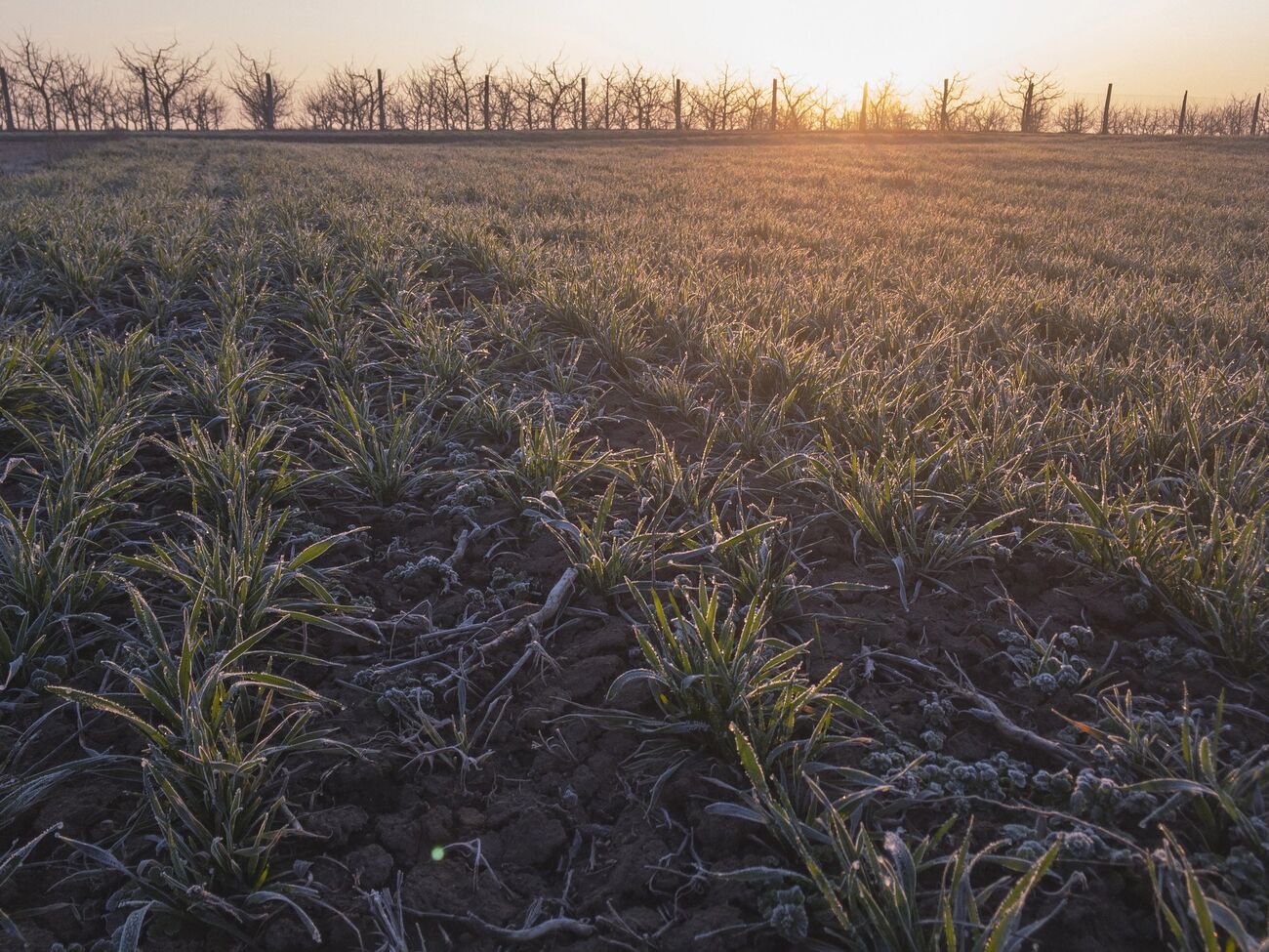 На следующей неделе заморозки в Украине должны отступить