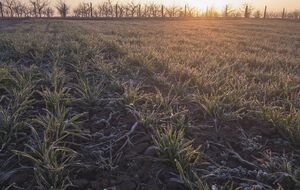 На следующей неделе заморозки в Украине должны отступить