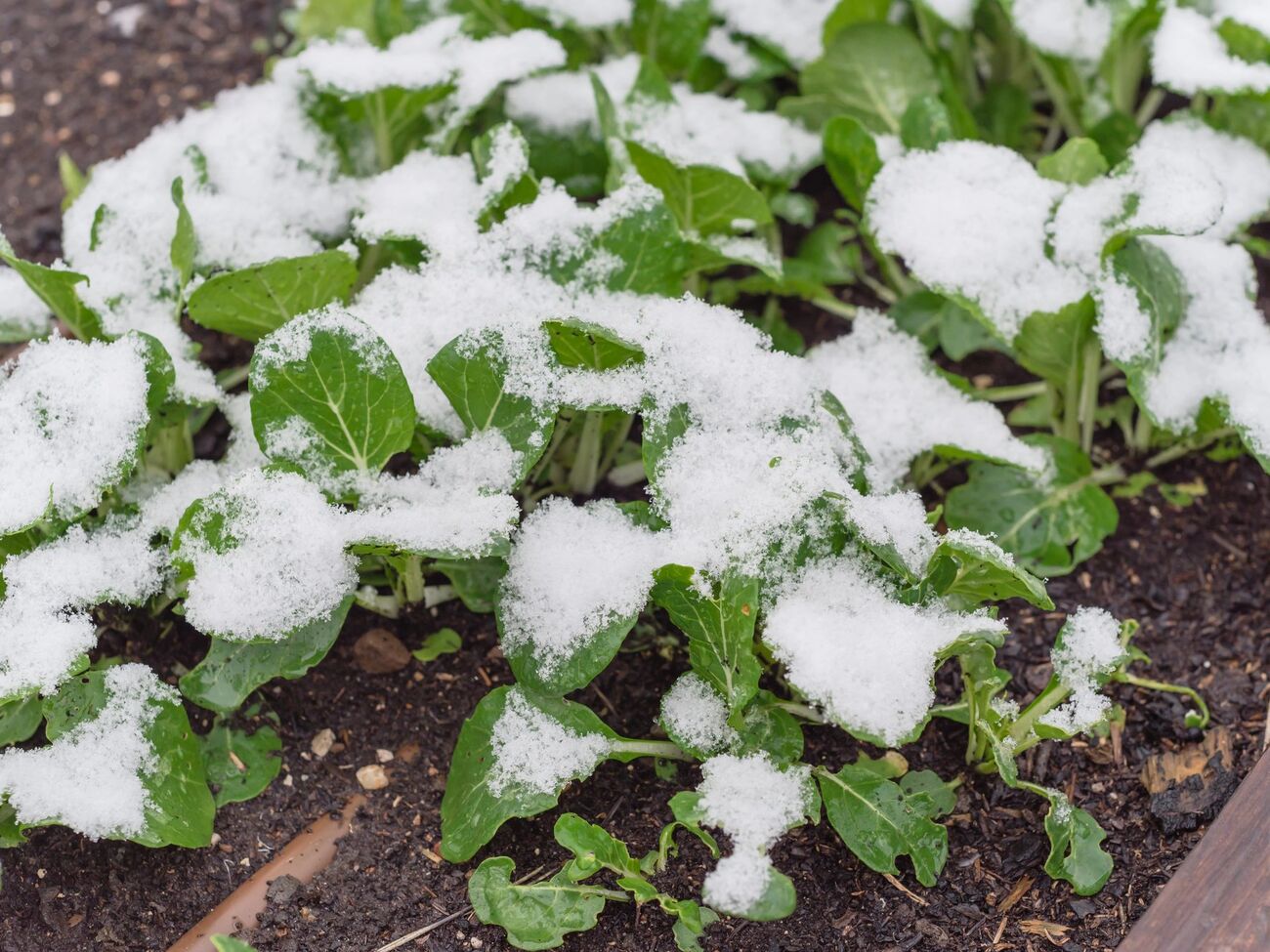 Желательно, чтобы температура во время обработки была не ниже +10 °C