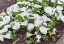 Желательно, чтобы температура во время обработки была не ниже +10 °C