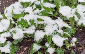 Желательно, чтобы температура во время обработки была не ниже +10 °C