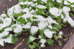 Бажано, щоб температура під час оброблення була не нижче ніж +10 °C