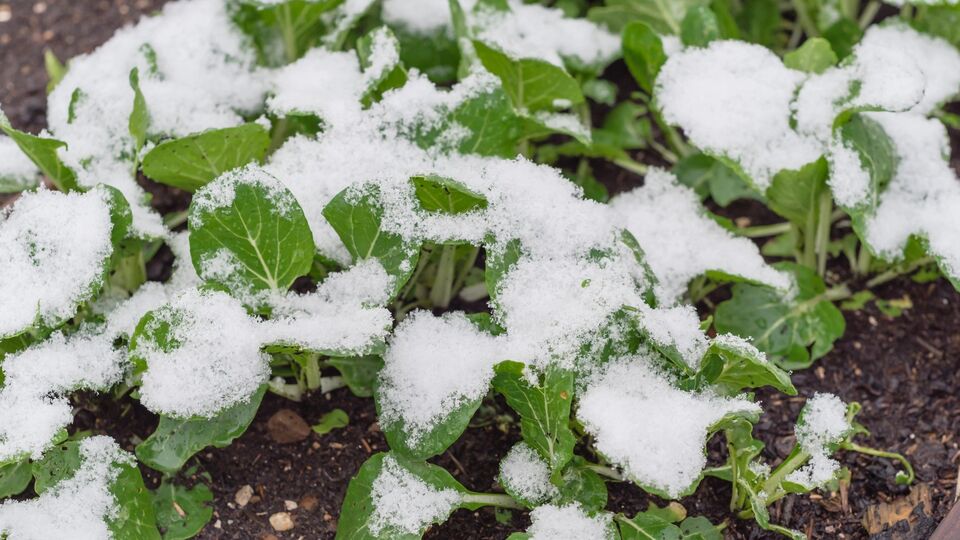 Бажано, щоб температура під час оброблення була не нижче ніж +10 °C