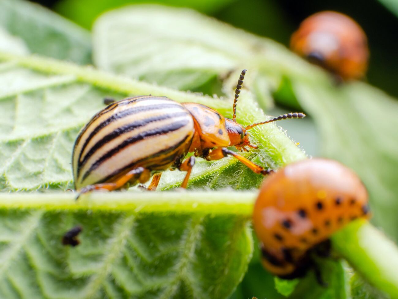 Колорадский жук боится резких запахов