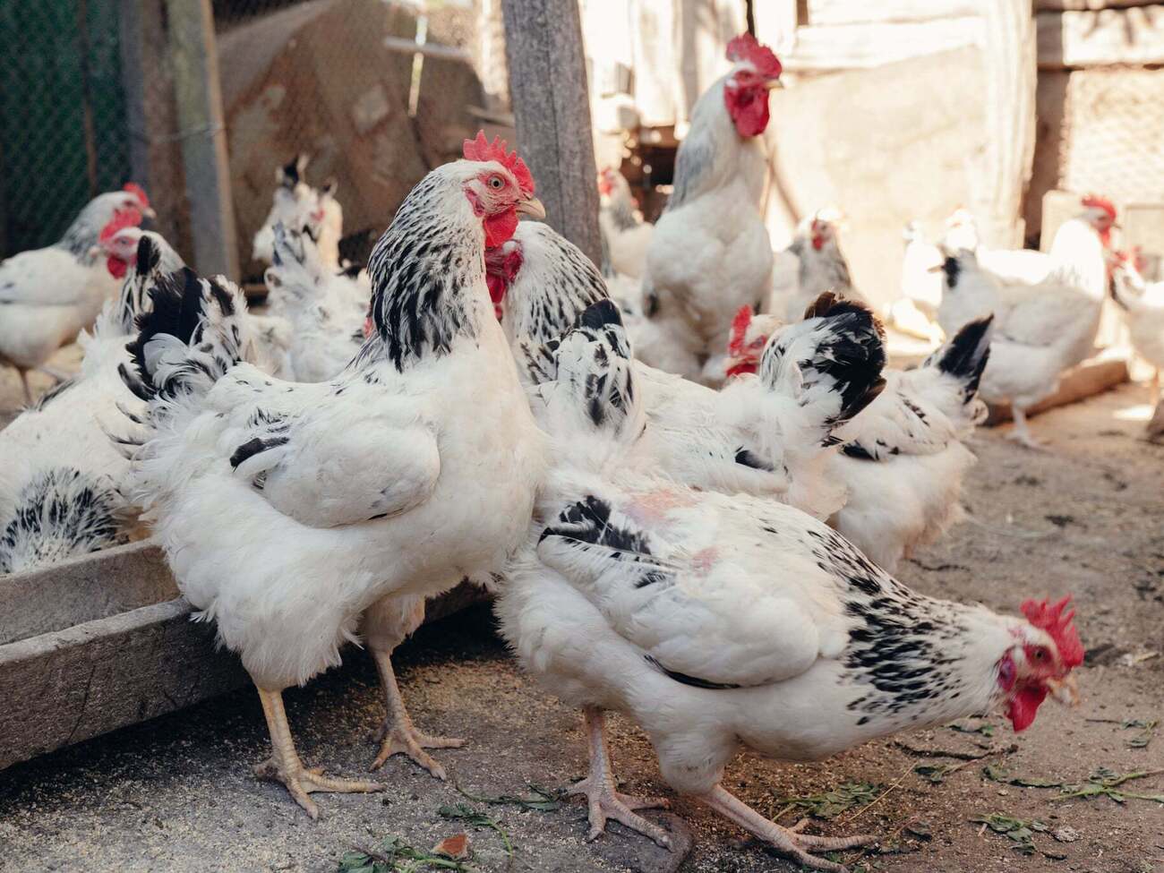 Куры нуждаются в достаточном свете