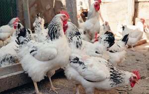 Куры нуждаются в достаточном свете