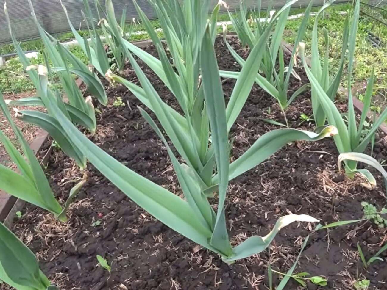 Размер зеленой массы непосредственно влияет на то, какой головка будет при сборе урожая