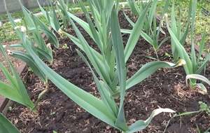 Размер зеленой массы непосредственно влияет на то, какой головка будет при сборе урожая