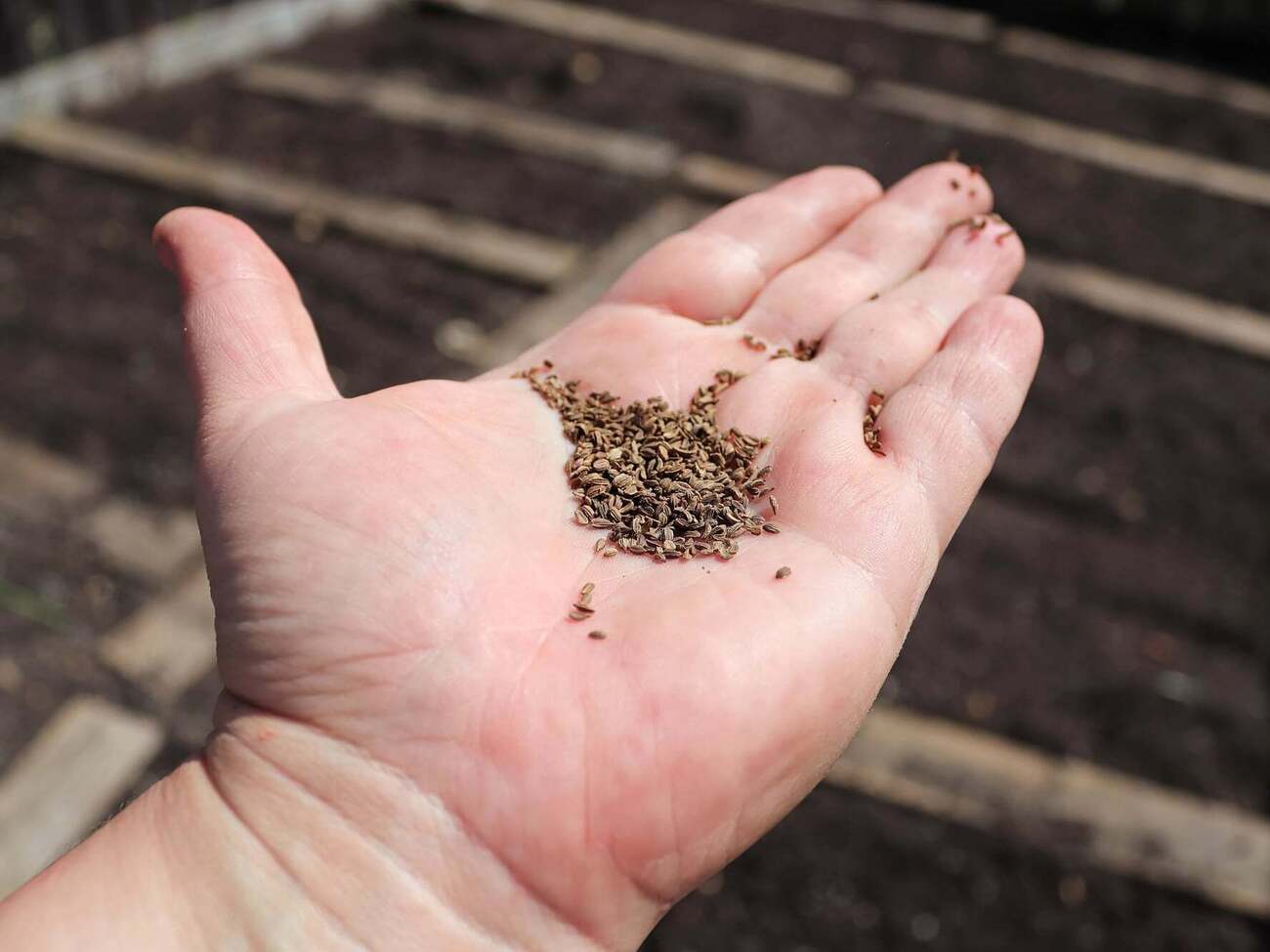 Сіяння моркви потребує особливого підходу