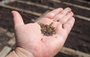 Сіяння моркви потребує особливого підходу