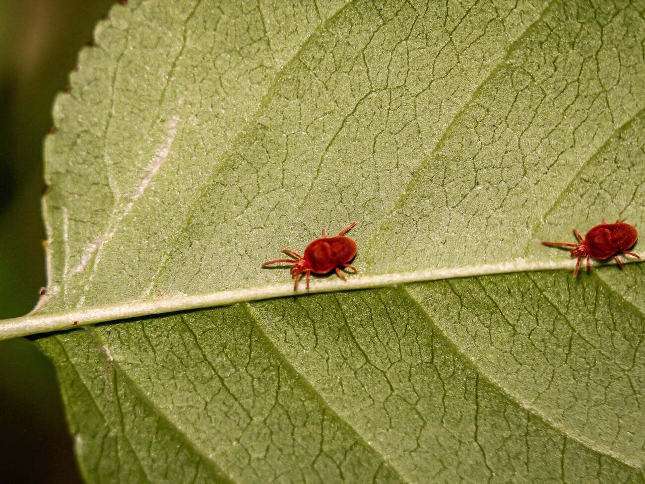 Клещи боятся резких ароматов