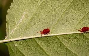 Клещи боятся резких ароматов