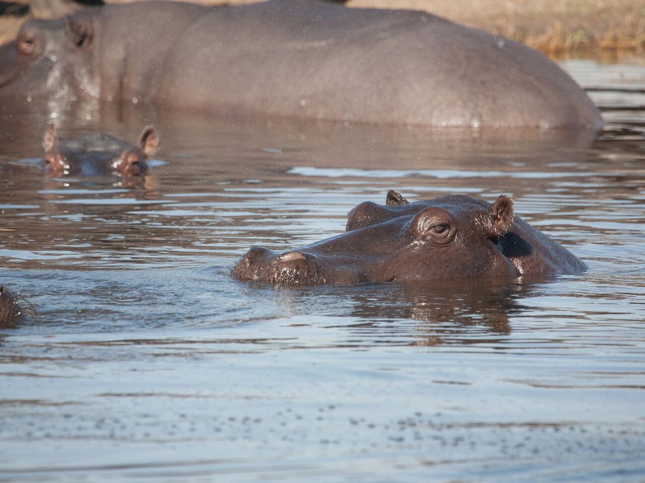 Животные сбежали и начали активно размножаться в дикой природе