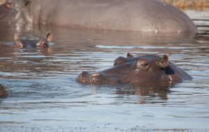 Животные сбежали и начали активно размножаться в дикой природе