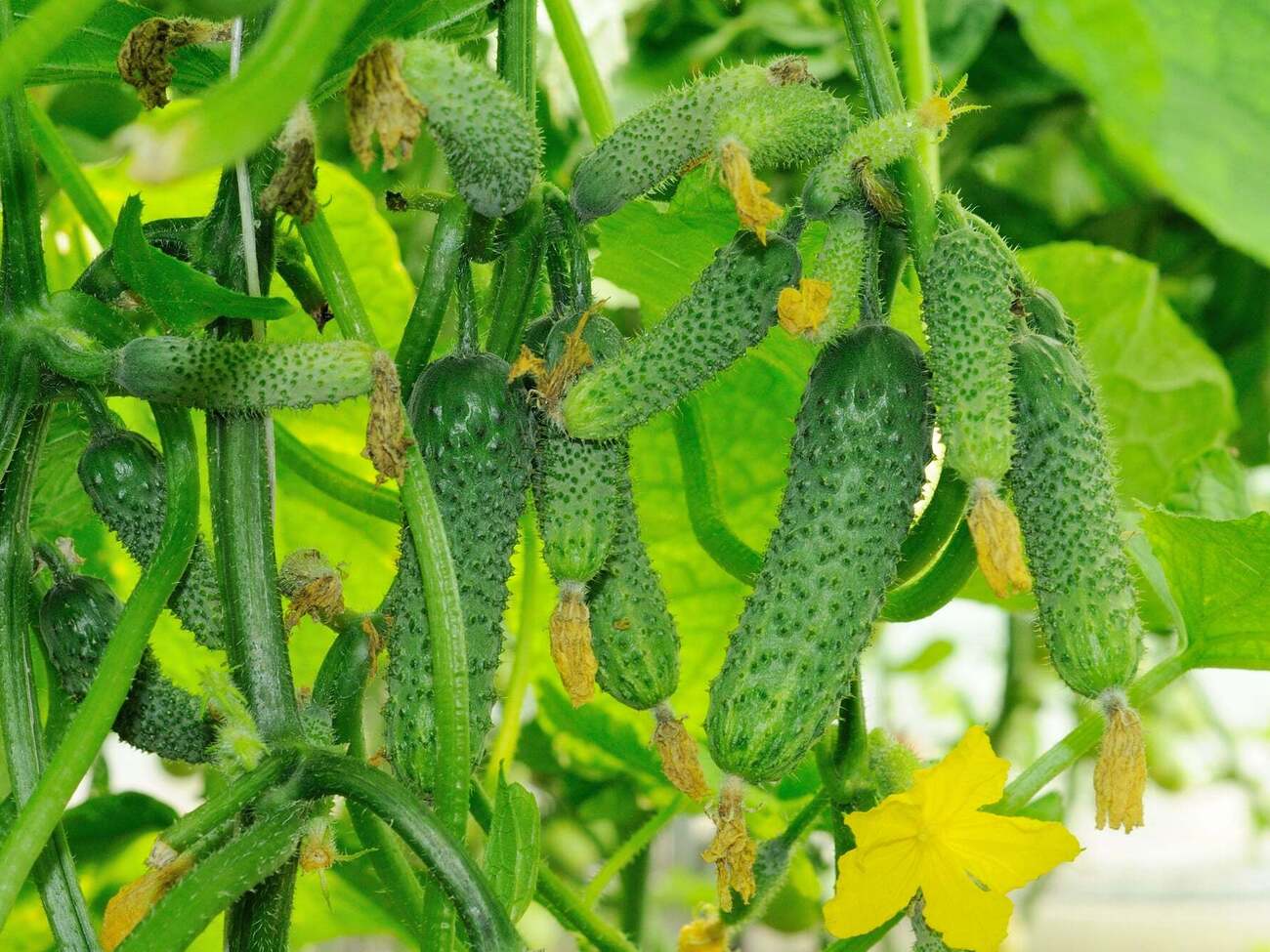 Огурцы порадуют вкусом при правильной обработке семян