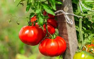 Качественные овощи вырастают только из подготовленных семян