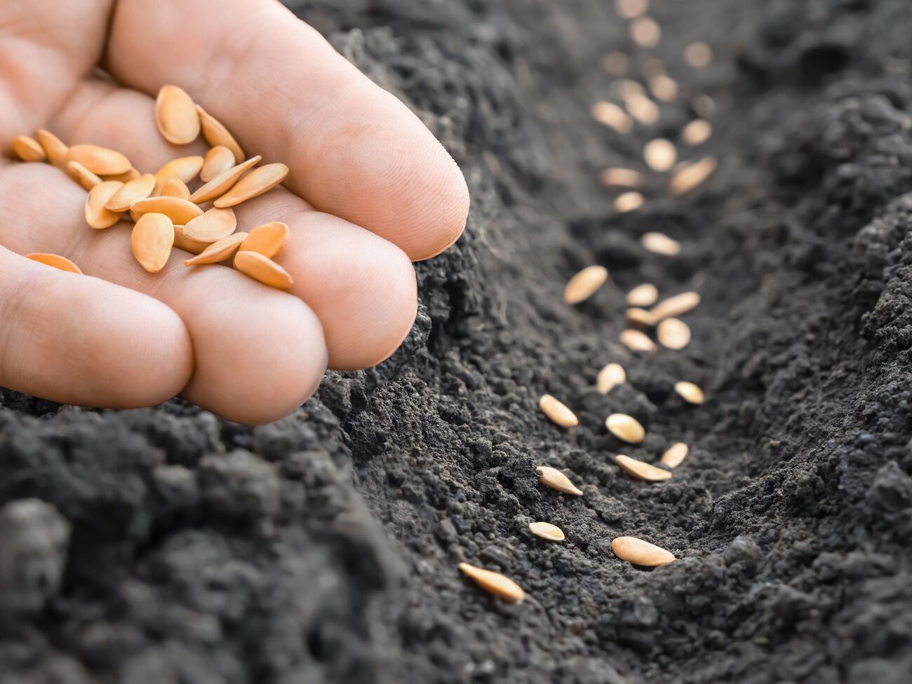 Сеять нужно предварительно проверенные семена