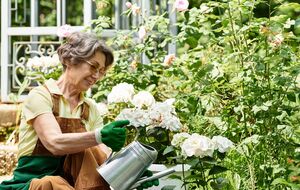 Розы эффективно поливать из лейки