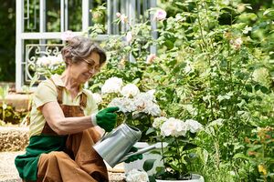 Троянди ефективно поливати з лійки