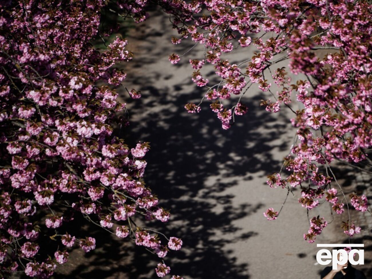 Заморозки представляют угрозу раннецветущим плодовым деревьям