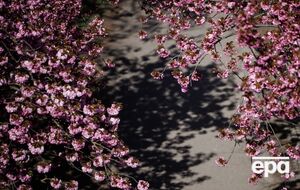 Заморозки представляют угрозу раннецветущим плодовым деревьям