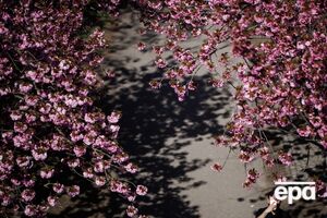 Заморозки становлять загрозу ранньоквітучим плодовим деревам