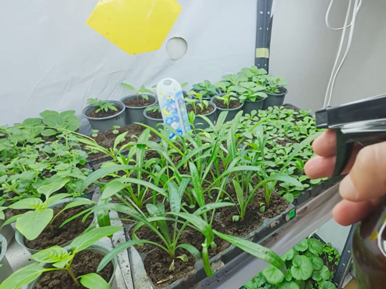 Выращивание рассады на подоконнике часто сопровождается стрессом для растений