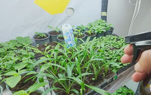 Выращивание рассады на подоконнике часто сопровождается стрессом для растений