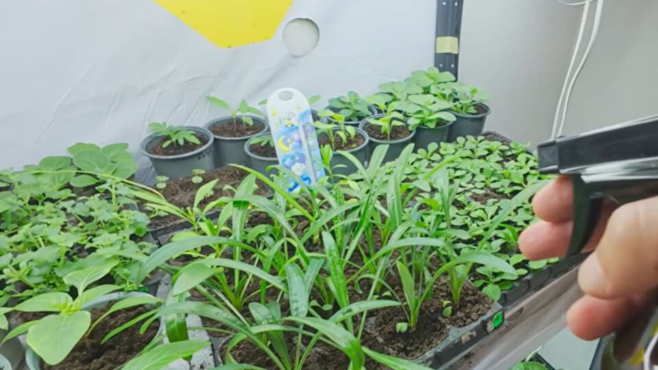 Вирощування розсади на підвіконні часто супроводжено стресом для рослин