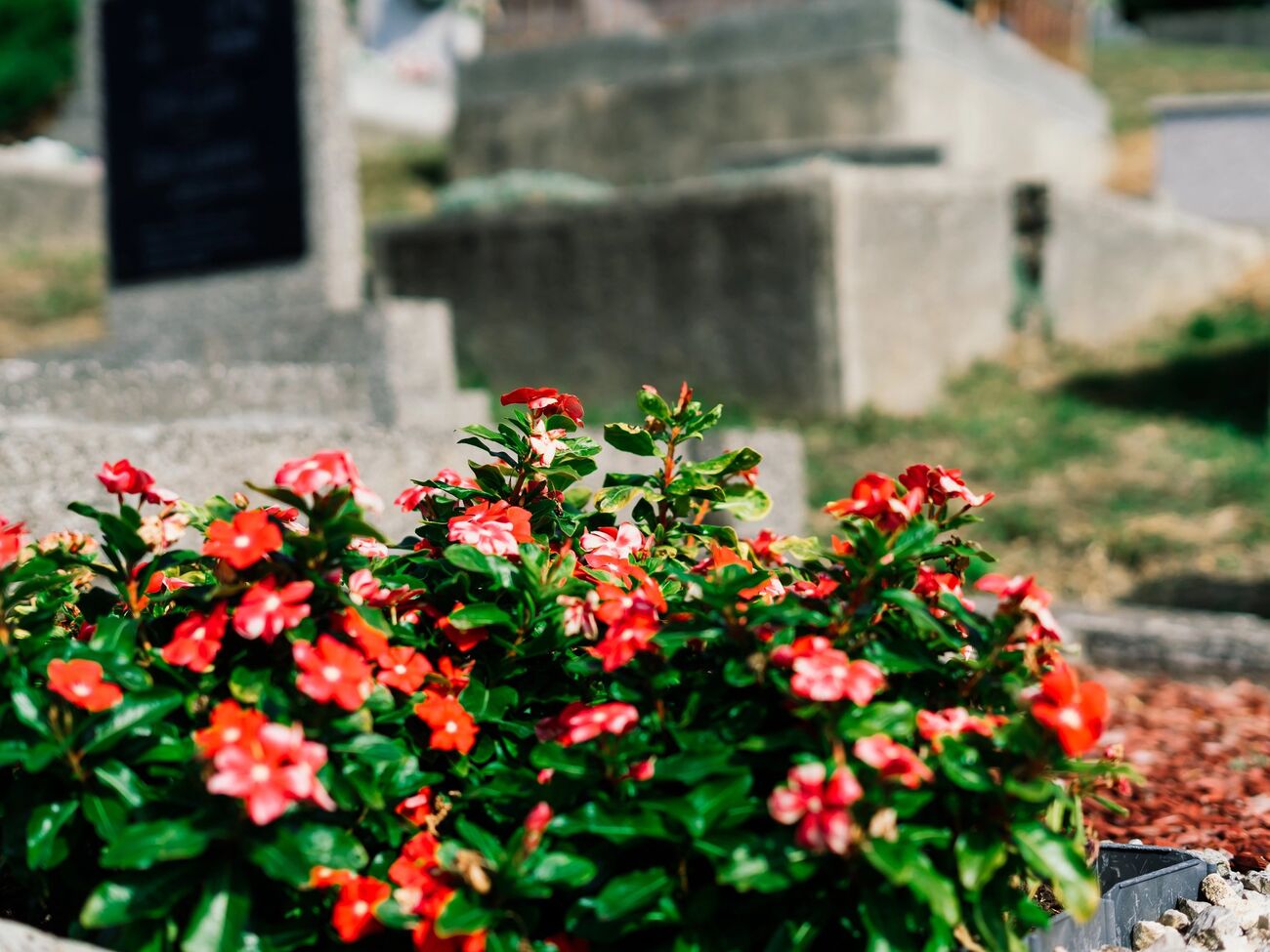 Квіти для цвинтаря краще вибирати невибагливі