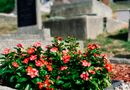 Квіти для цвинтаря краще вибирати невибагливі