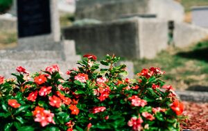 Цветы для кладбища лучше выбирать неприхотливые