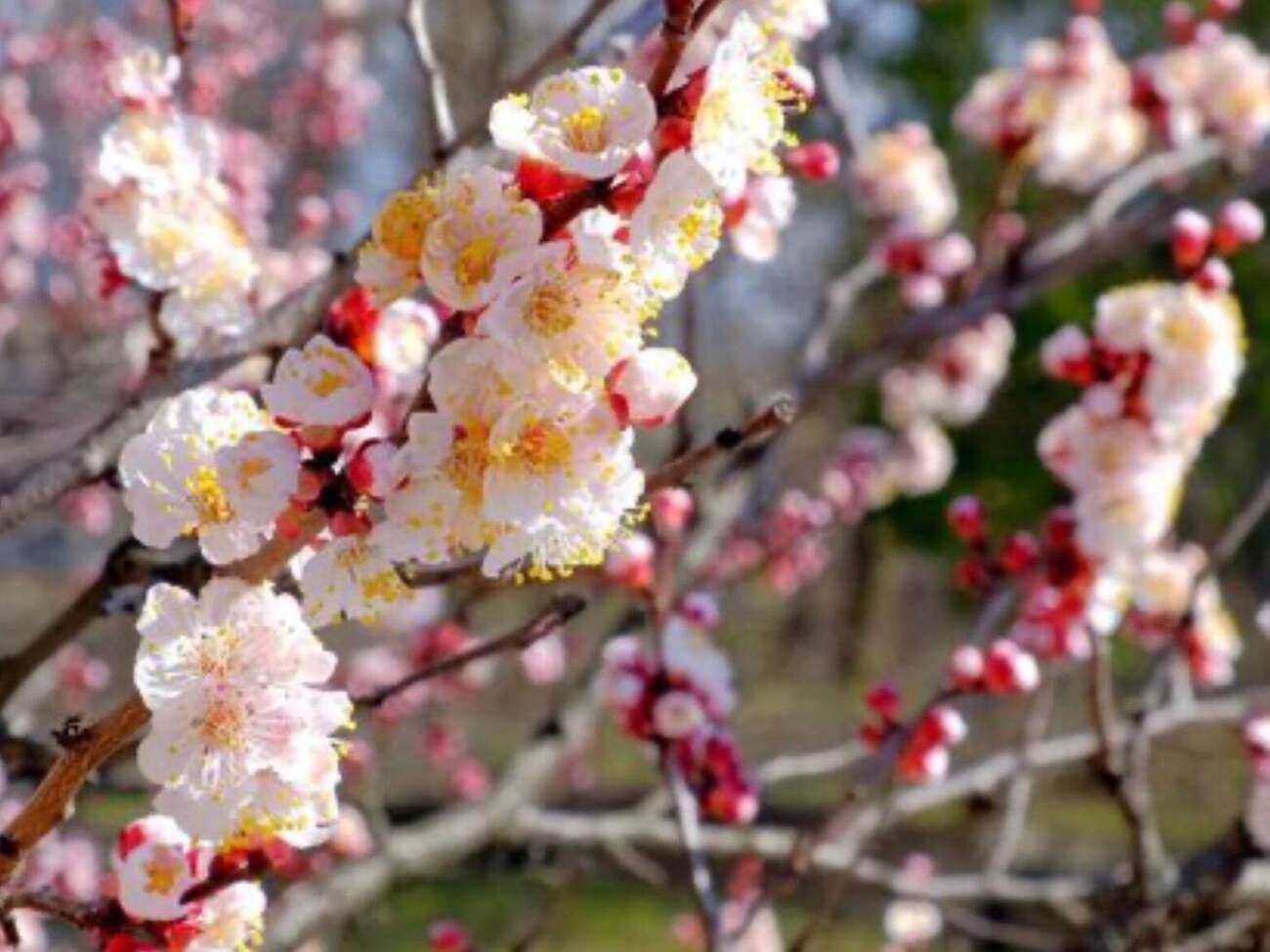 Ранней весной абрикос чаще всего болеет монилиозом