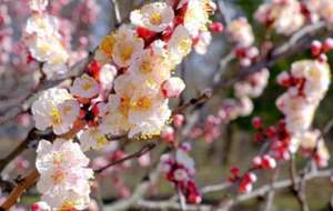 Ранней весной абрикос чаще всего болеет монилиозом