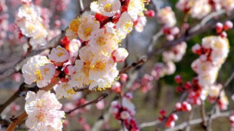 Ранней весной абрикос чаще всего болеет монилиозом